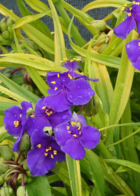 Tradescantia 'Lucky Charm'